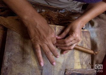 Torcido de tabaco, fábrica de la marca de Habanos Partagás, en La Habana. Foto: Otmaro Rodríguez.