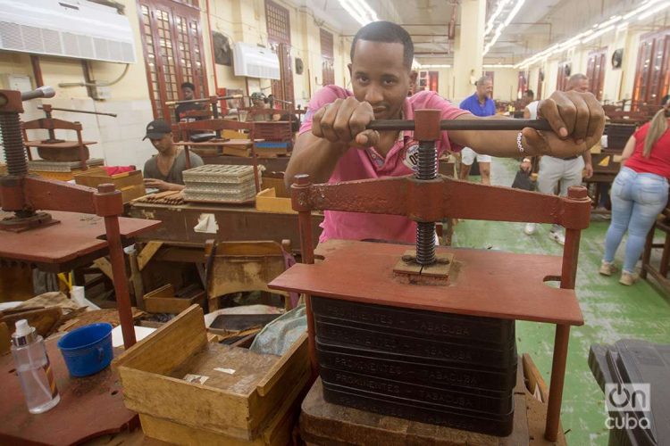 Prensado del tabaco en la fábrica de la marca de Habanos Partagás, en La Habana. Foto: Otmaro Rodríguez.