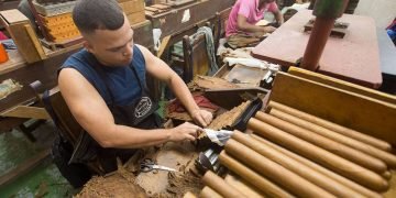 Torcedores de tabaco, fábrica de la marca de Habanos Partagás, en La Habana. Foto: Otmaro Rodríguez.