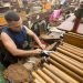 Torcedores de tabaco, fábrica de la marca de Habanos Partagás, en La Habana. Foto: Otmaro Rodríguez.