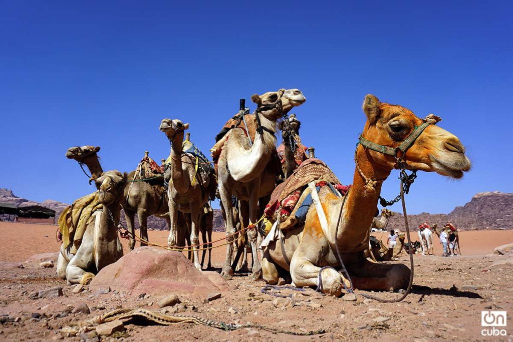 Camels resting.  Photo: Alejandro Ernesto.