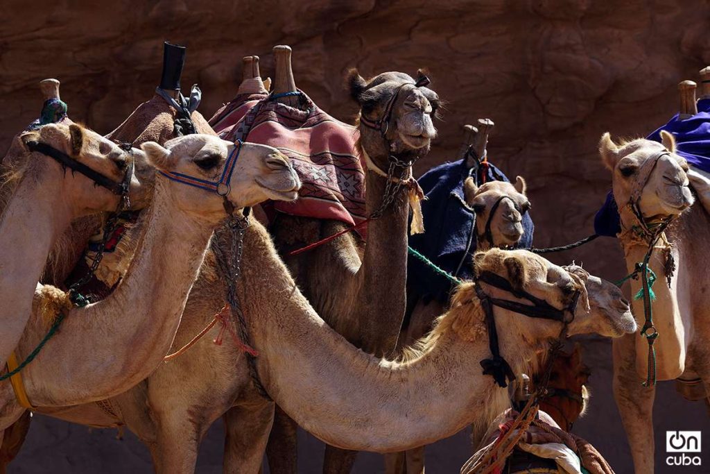 Es milenaria la relación entre los camellos y los humanos. Foto: Alejandro Ernesto.