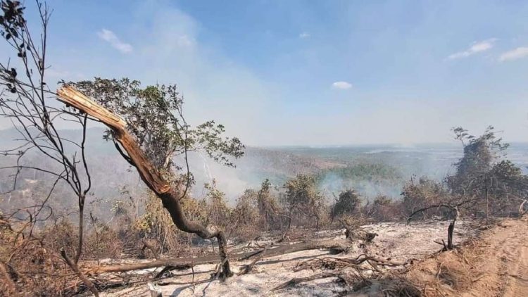 Los incendios han afectado 500 hectáreas en Pinar, en lo que va de año. Foto: Radio Guamá/Archivo.