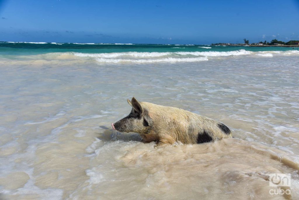 Una escena de puro realismo mágico: un cerdo disfruta de un baño en la playa de Caletones. Foto: Kaloian.