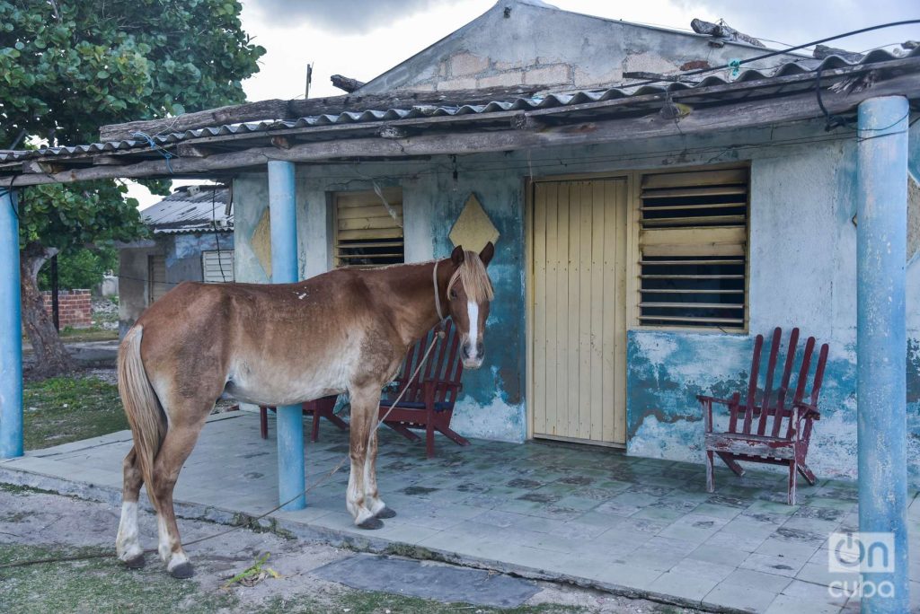 En Caletones puedes encontrar caballos en el portal de una casa. Foto: Kaloian.