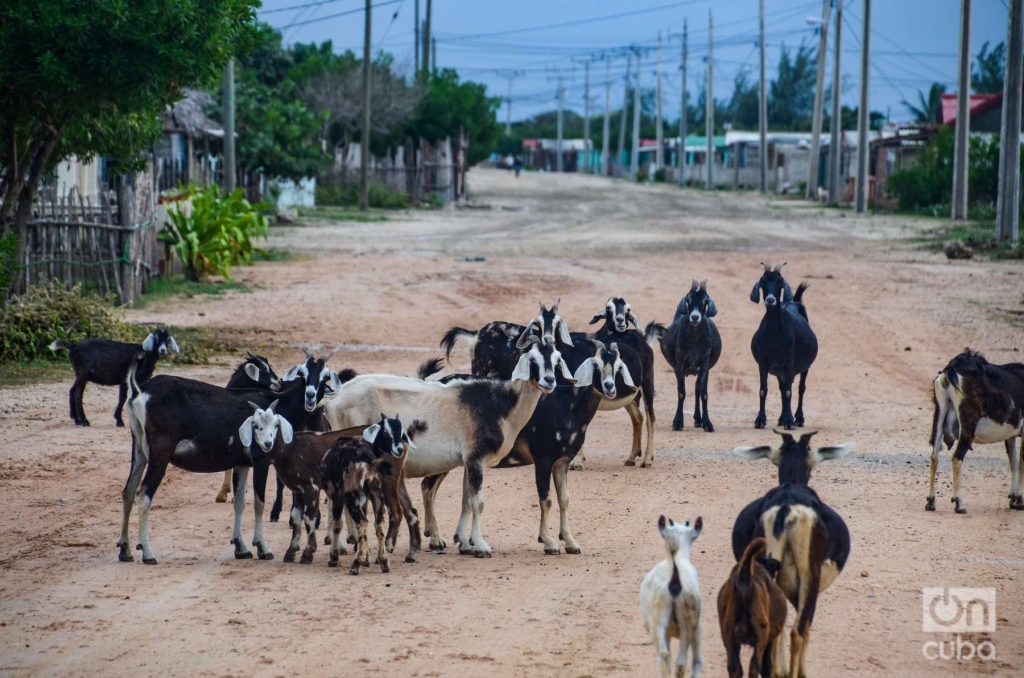 A herd of goats on the roads of Caletones.  Photo: Kaloian.
