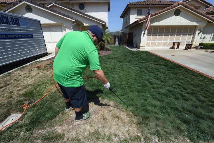 Los estadounidenses, especialmente los que viven en zonas de sequía, recurren a la pintura para un verde perfecto en su césped. Foto: prensalibre.com