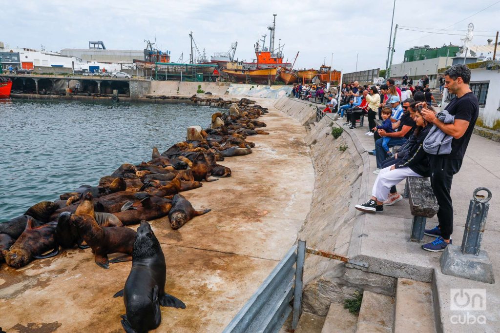Al menos 300 lobos marinos se instalaron en la banquina del muelle de Mar del Plata. Foto: Kaloian.