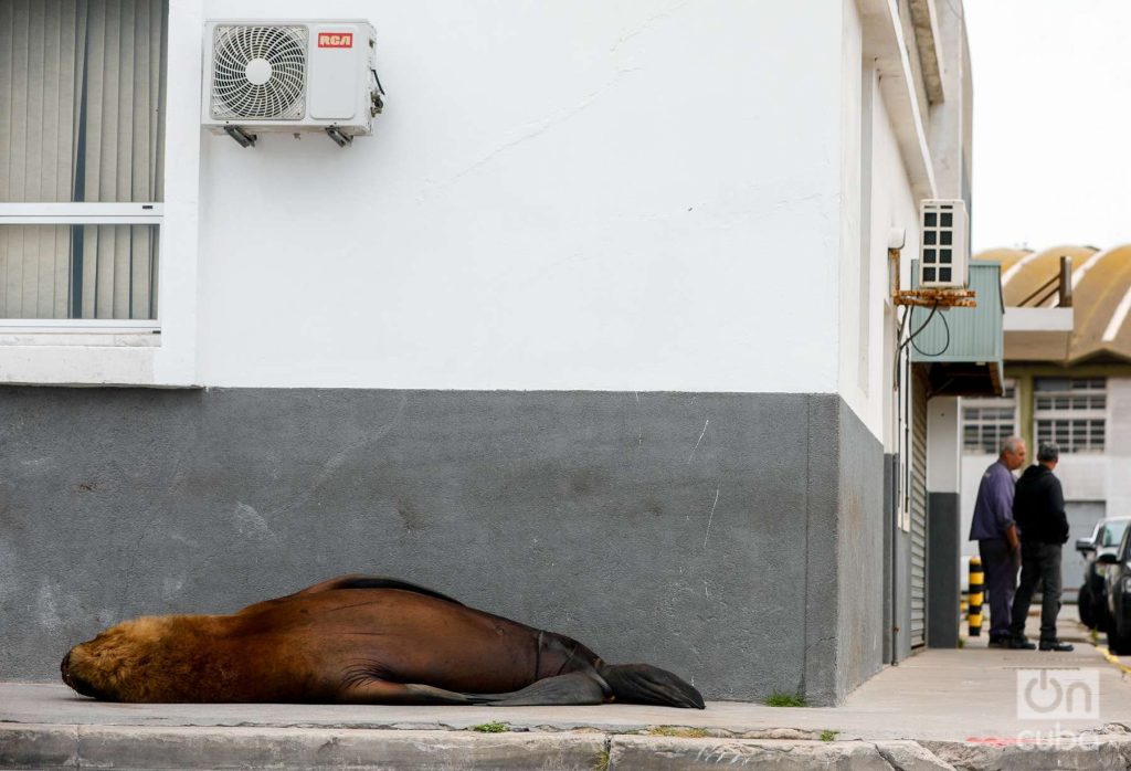Lobo marino de unos 300 kilogramos descansa en una de las veredas de una calle del puerto de Mar del Plata. Foto: Kaloian.