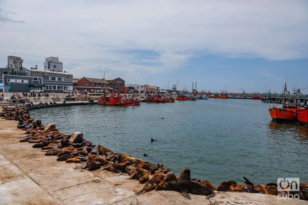 Cerca de 300 lobos marinos se han instalado en el puerto de Mar del Plata. Foto: Kaloian.