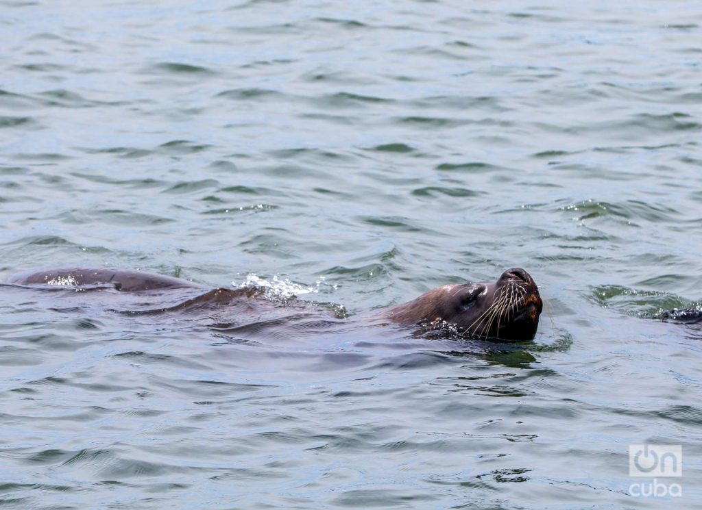 Un lobo marino nada en las aguas del puerto de Mar del Plata. Foto: Kaloian.