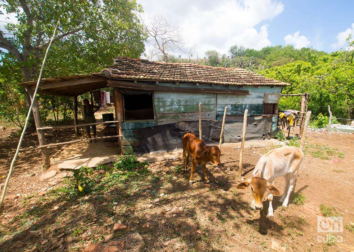 Cría de animales en la casa de un campesino en el Valle de los Ingenios, Cuba: Foto: Otmaro Rodríguez.