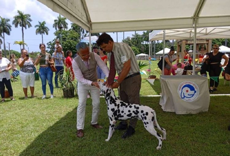 Exposición Canina en La Habana. Foto: Federación Cinológica de Cuba / Facebook / Archivo.