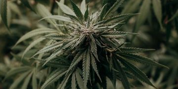Planta de marihuana. Foto: cannabislightspain.net / Archivo.