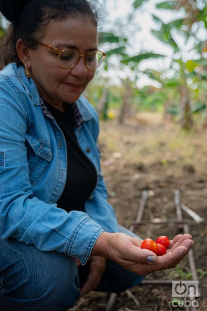 Dulce examina la calidad de su tomate cherry. Foto: Jorge Ricardo.