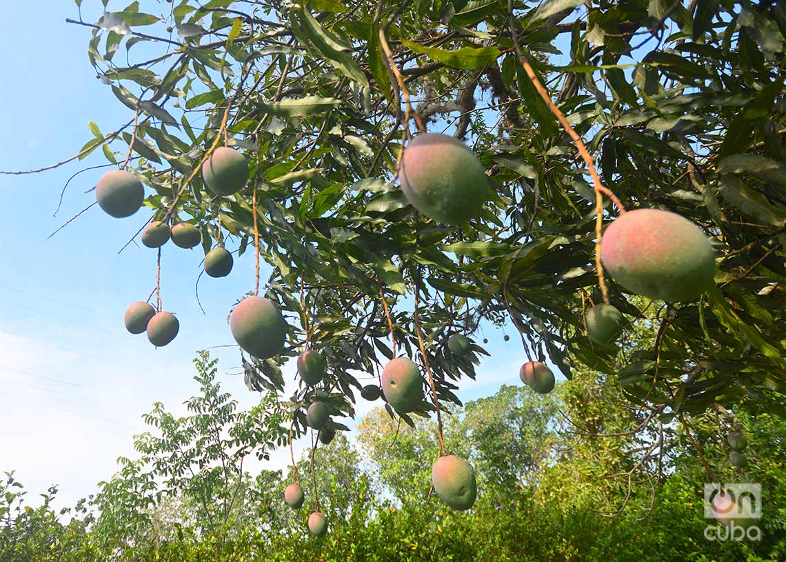 Plantación de mango en la provincia Artemisa. Foto: Otmaro Rodríguez.