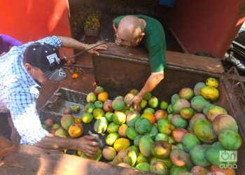 Selección de mangos para su procesamiento en la finca San Juan El Brujo, provincia Artemisa. Foto: Otmaro Rodríguez.