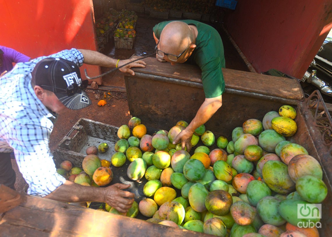 Selección de mangos para su procesamiento en la finca San Juan El Brujo, provincia Artemisa. Foto: Otmaro Rodríguez.