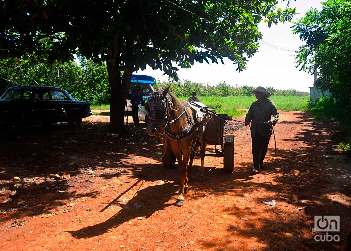Traslado de mangos hasta la minindustria de la finca San Juan El Brujo, provincia Artemisa. Foto: Otmaro Rodríguez.
