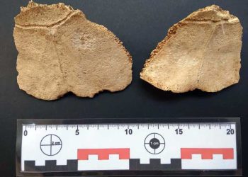Restos fósiles de tortuga terrestre gigante encontrados en Gibara, Holguín. Foto: Anay Kamela Cruz Dubrosky / Periódico ¡ahora!