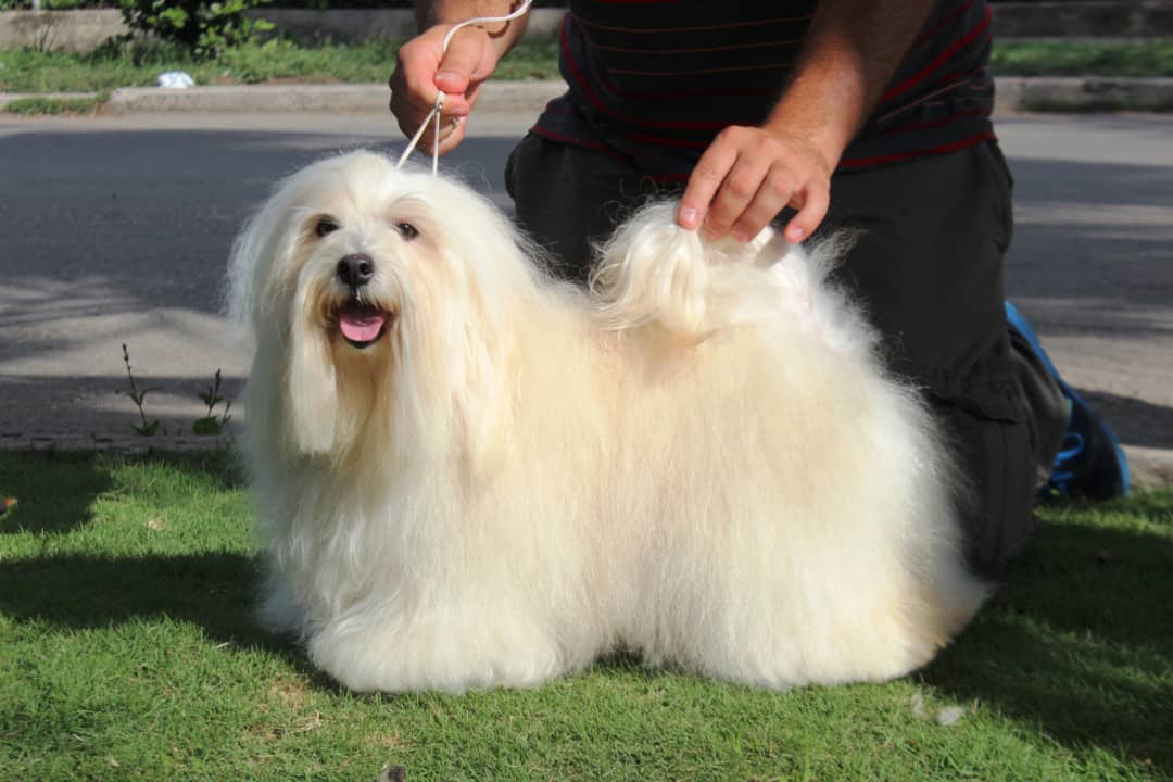 es un habanero un buen perro de familia