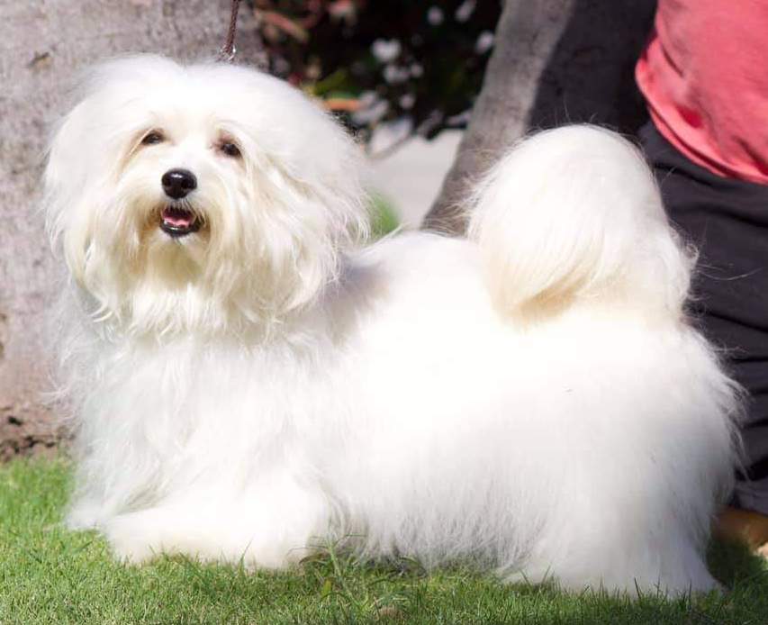 Valentina (Échale Salsita) Marrero, bred and owned by Pavel Marrero and Miguel Abreu. Photo: courtesy of its breeders.