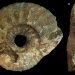 Imagen de un ammonite colectado  en Cienfuegos, durante expediciones arqueológicas anteriores. Foto: Yasmani Ceballos Izquierdo/Facebook.