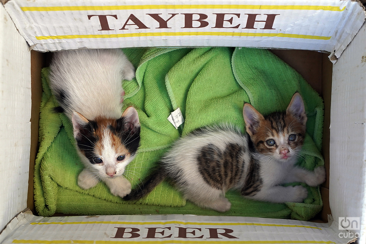 Nada mejor que una caja de cervezas palestinas para dormir la siesta. Foto: Alejandro Ernesto.