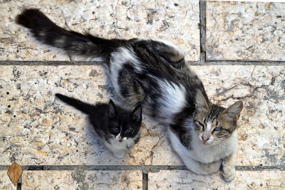 La gata y el último de los gaticos rescatados. Foto: Alejandro Ernesto.