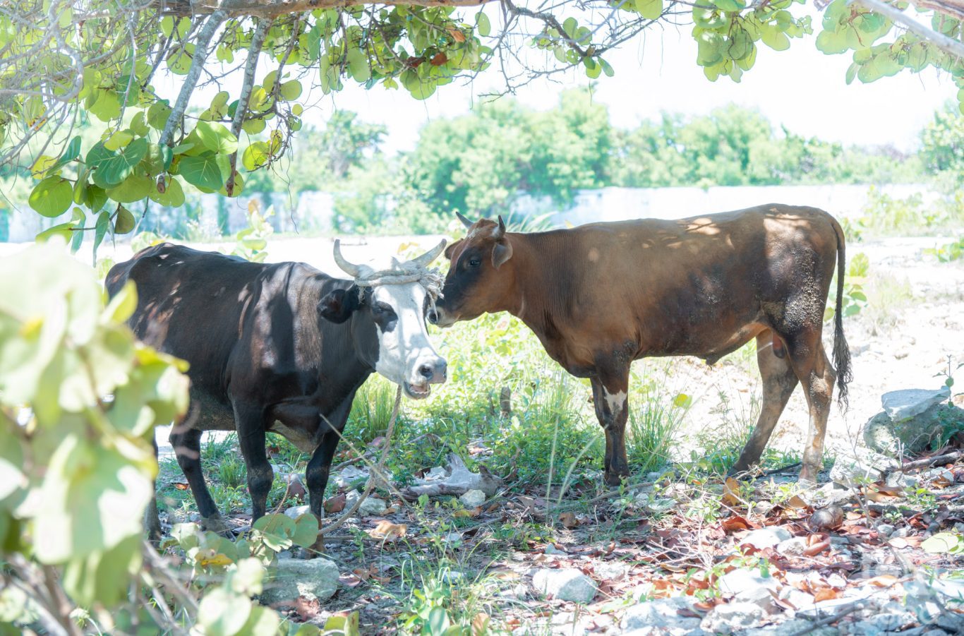 Vacas pastan a un costado de la escalinata. Foto: Jorge Ricardo.