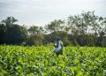 sector agroalimentario Cuba