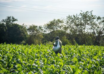 sector agroalimentario Cuba