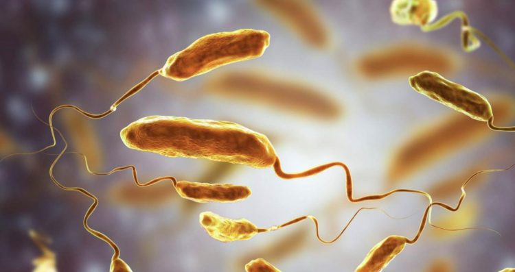Bacteria Vibrio vulnificus. Foto: tomada de Diario de Avisos (online).