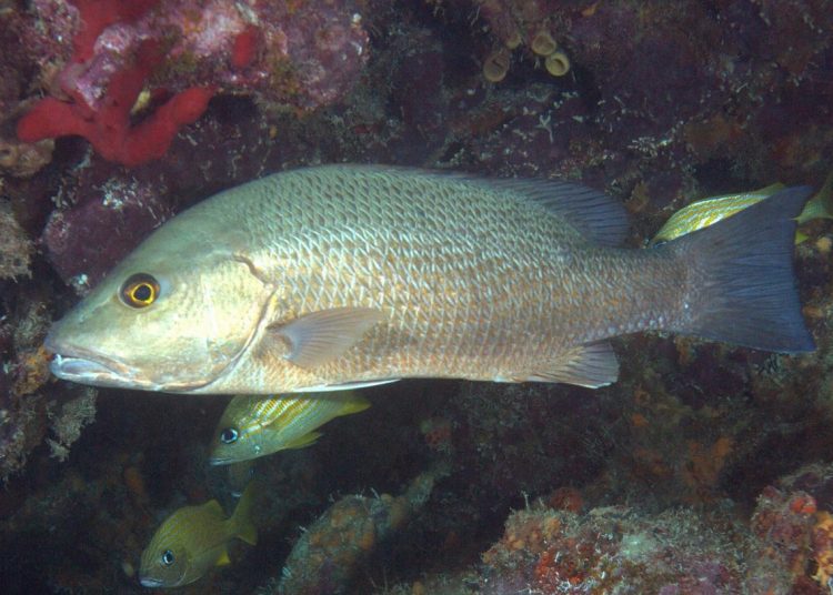 Pargo Cubera. Foto tomada de Naturalista México.