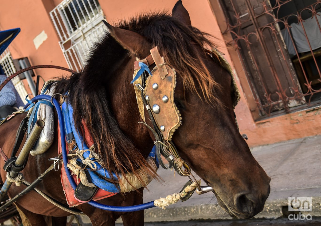 En la mayoría de las ocasiones los caballos no usan los arreos adecuados. Foto: Kaloian.
