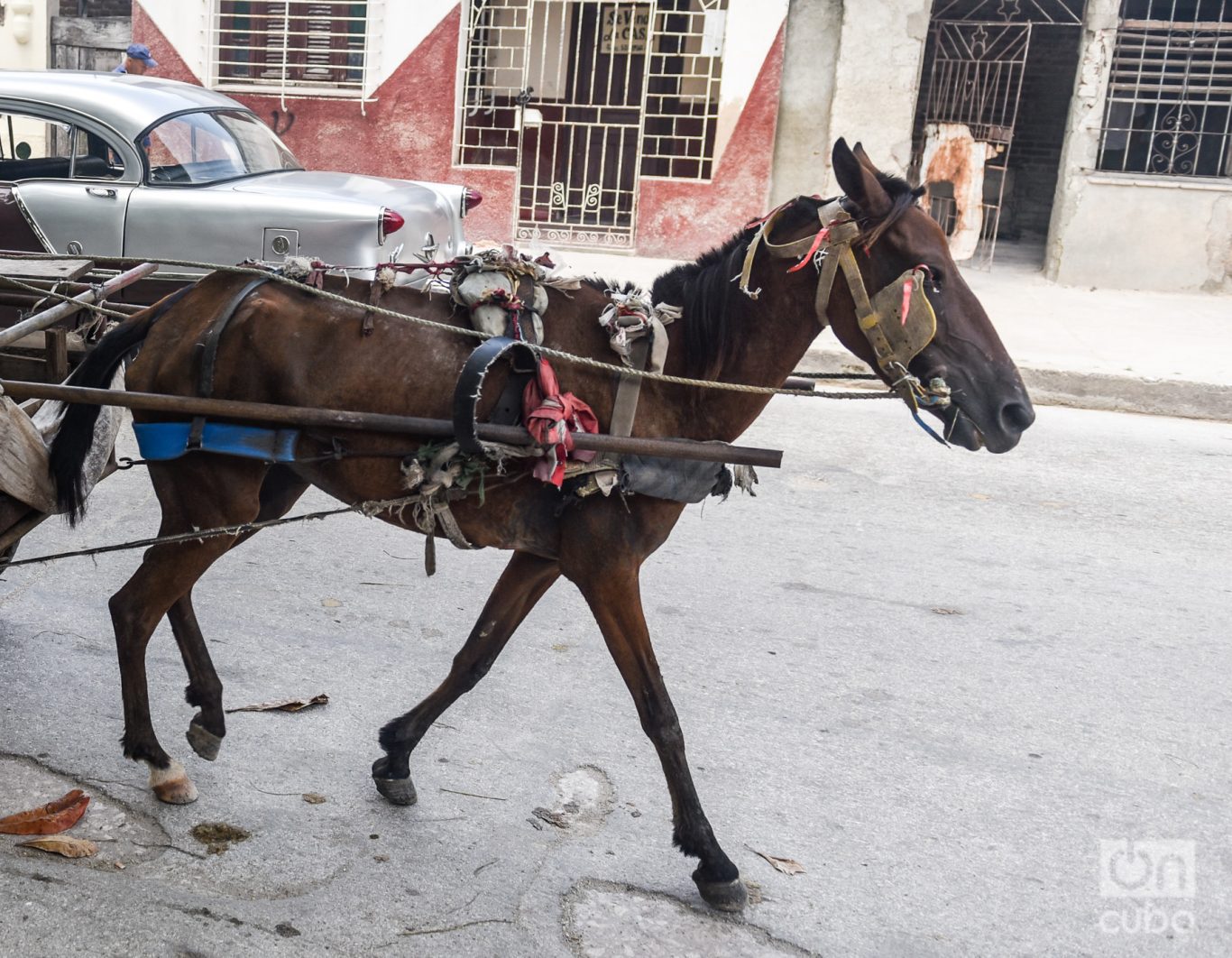 Un caballo desnutrido y con arreos improvisados. Foto: Kaloian.
