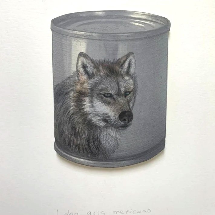 “Lobo gris mexicano”, 2023. Dibujo con acuarela y creyón sobre impresión digital, 24 x 34 cm.  
