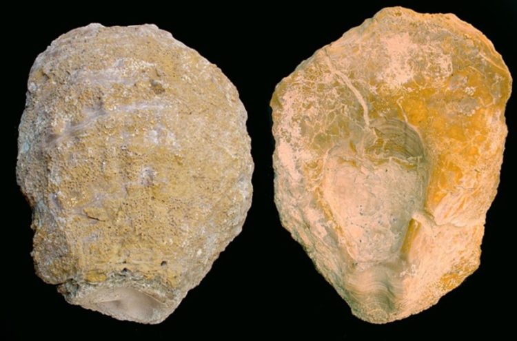 Fósil de un bivalvo marino, en una colección de Murcia. Foto: regmurcia.com