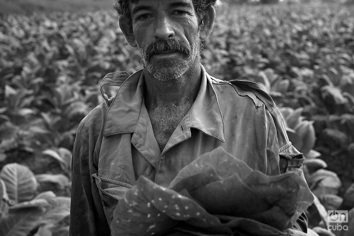 Plantación en Pinar del Río, las mejores tierras tabacaleras. Foto: Alejandro Ernesto.