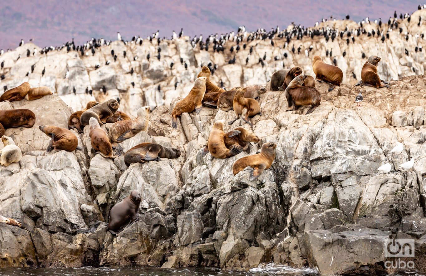 El islote de piedra en el que se alza el faro está habitado por aves y lobos marinos. Foto: Kaloian.