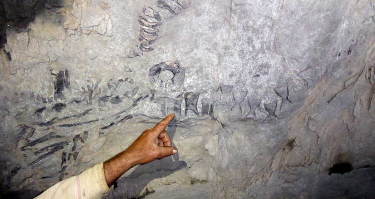 El descubrimiento fue realizado por René Dopico, quien a sus 60 años no pensó que una figura impregnada en la roca pudiera llegar a considerarse por algunos especialistas como el descubrimiento paleontológico del siglo en Cuba. Foto: Ronald Suárez Rivas.