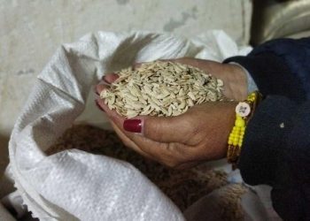 Seis ladrones robaron 5.75 quintales de semilla cebolla Caribe 71 y 18 kilogramos de semilla de col del frigorífico de Sancti Spíritus. Foto: Escambray.