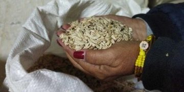 Seis ladrones robaron 5.75 quintales de semilla cebolla Caribe 71 y 18 kilogramos de semilla de col del frigorífico de Sancti Spíritus. Foto: Escambray.
