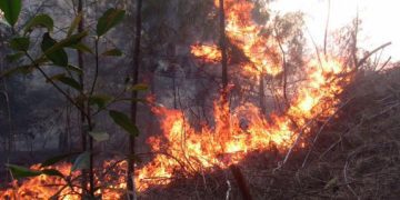 Incendio forestal en Cuba. Foto: Periódico Venceremos / Archivo.