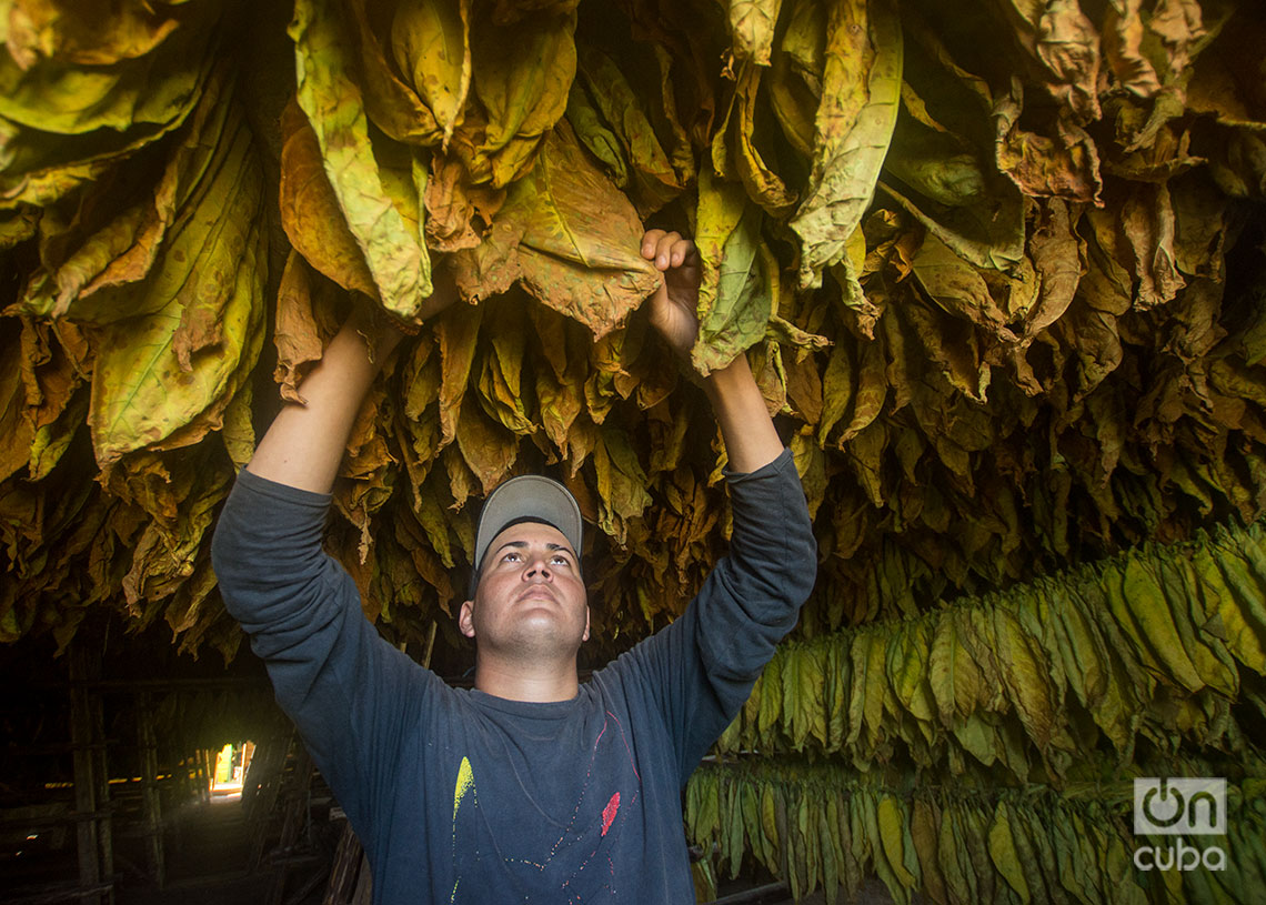 Comprobando el secado de las hojas del tabaco en una casa de cura, en el Hoy de Monterrey, San Juan y Martínez, Pinar del Río. Foto: Otmaro Rodríguez.
