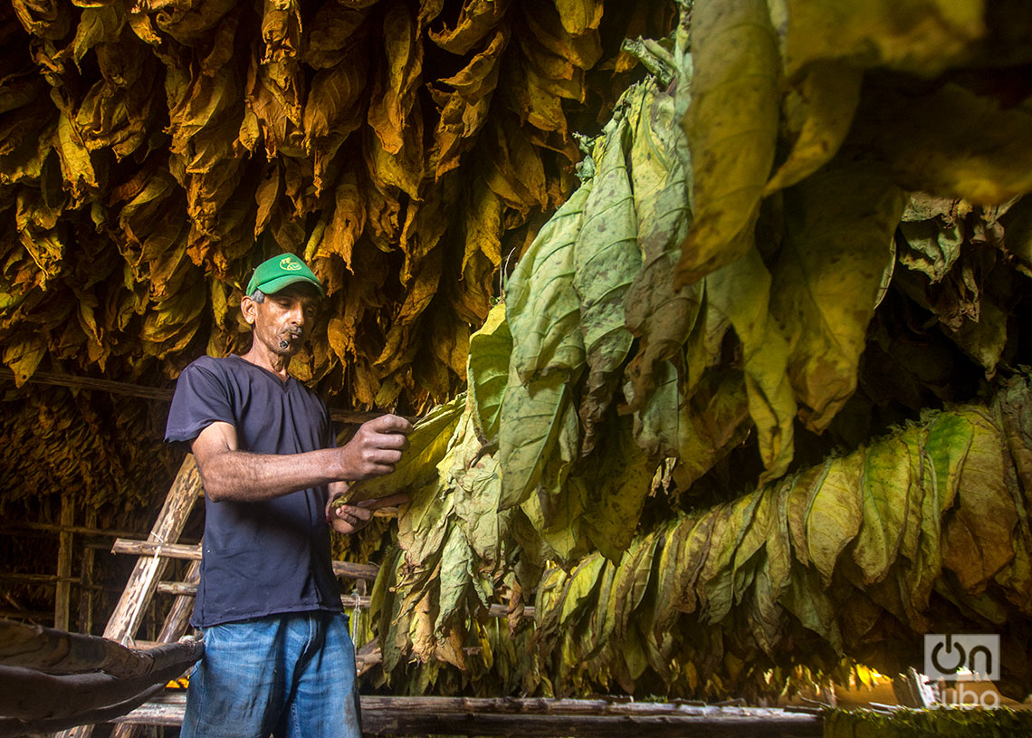 Comprobando el secado de las hojas del tabaco en una casa de cura, en el Hoy de Monterrey, San Juan y Martínez, Pinar del Río. Foto: Otmaro Rodríguez.
