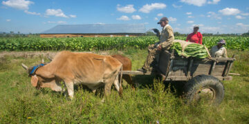 Uso de tracción animal en labores del cultivo del tabaco, en el Hoyo de Monterrey, San Juan y Martínez, Pinar del Río. Foto: Otmaro Rodríguez.