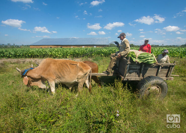 Uso de tracción animal en labores del cultivo del tabaco, en el Hoyo de Monterrey, San Juan y Martínez, Pinar del Río. Foto: Otmaro Rodríguez.
