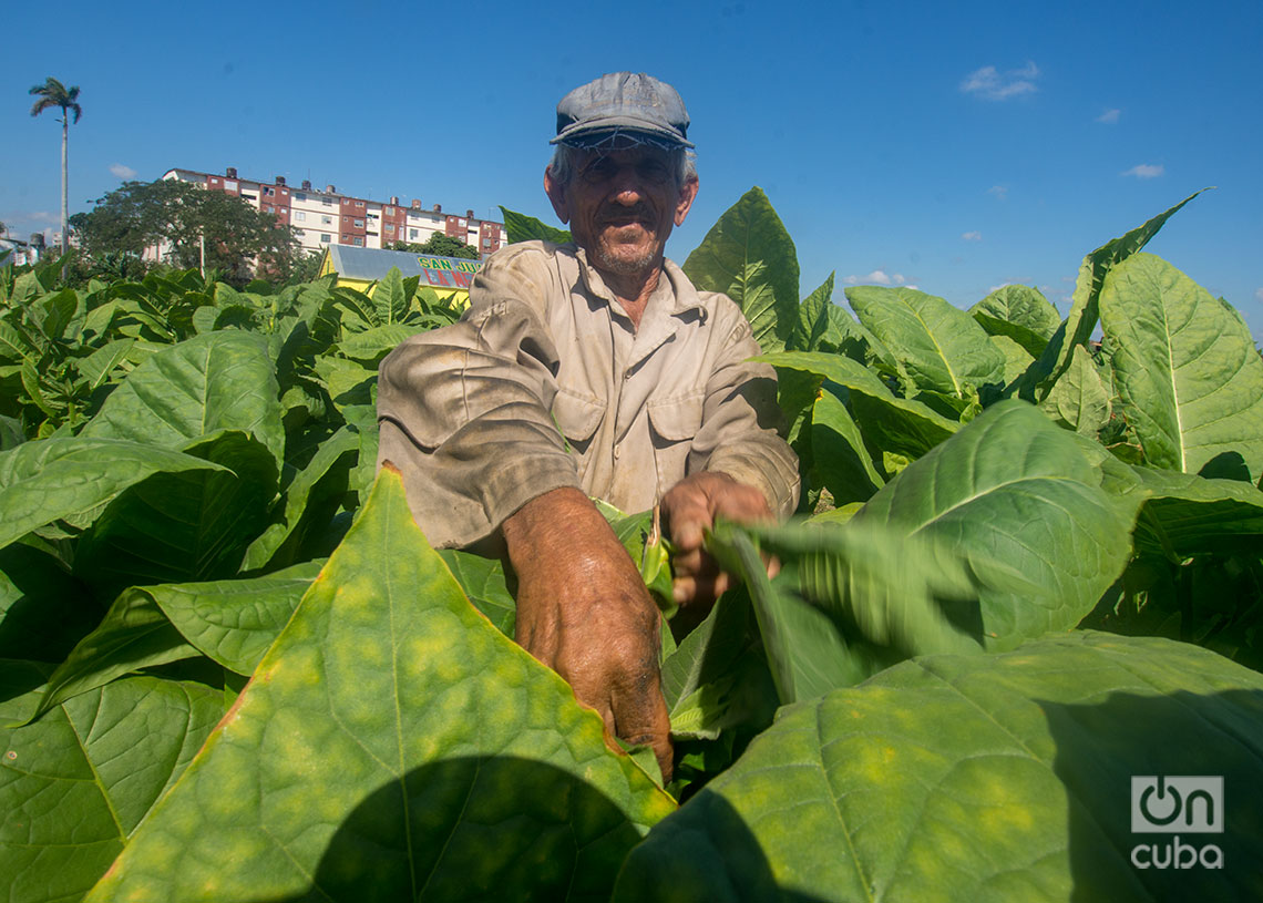 Recolector de las hojas tabaco, en el Hoyo de Monterrey, San Juan y Martínez, Pinar del Río. Foto: Otmaro Rodríguez.