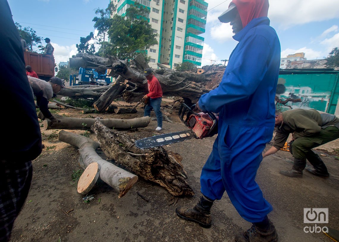 Corte de árboles caídos durante la entrada del frente frío a La Habana. Foto: Otmaro Rodríguez.